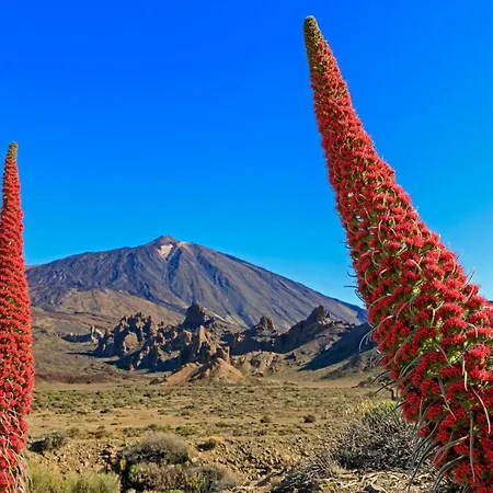 Apartment Jardines Del Teide